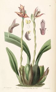 Maxillaria cucullata de Miss Drake